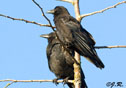 Corvus caurinus